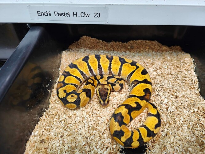 M Enchi Pastel H. Clw