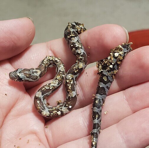 brown and gray baby corn snake covered in gold flecks of vermiculite