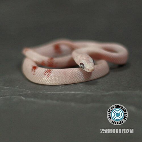 25BBOCNF02M_side2_clove
