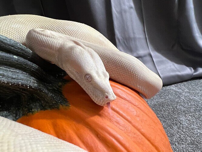 Moonglow 2022 on Pumpkin Closeup
