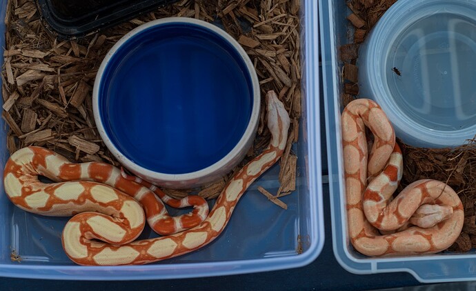 Kahl sheds 12.2025-6