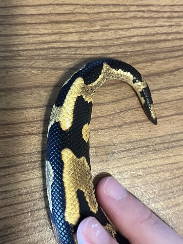 most mottling and calico I've seen on a single gene