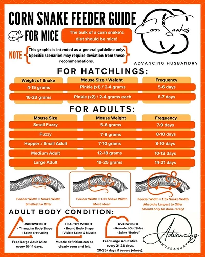 cornsnakefeedingguide