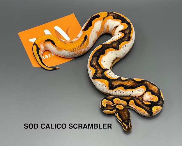 sod calico scrambler