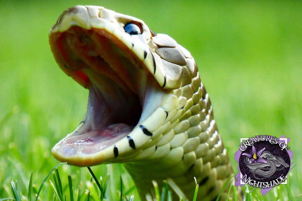 Why Do Snakes Yawn? Other Colubrids MorphMarket Reptile Community