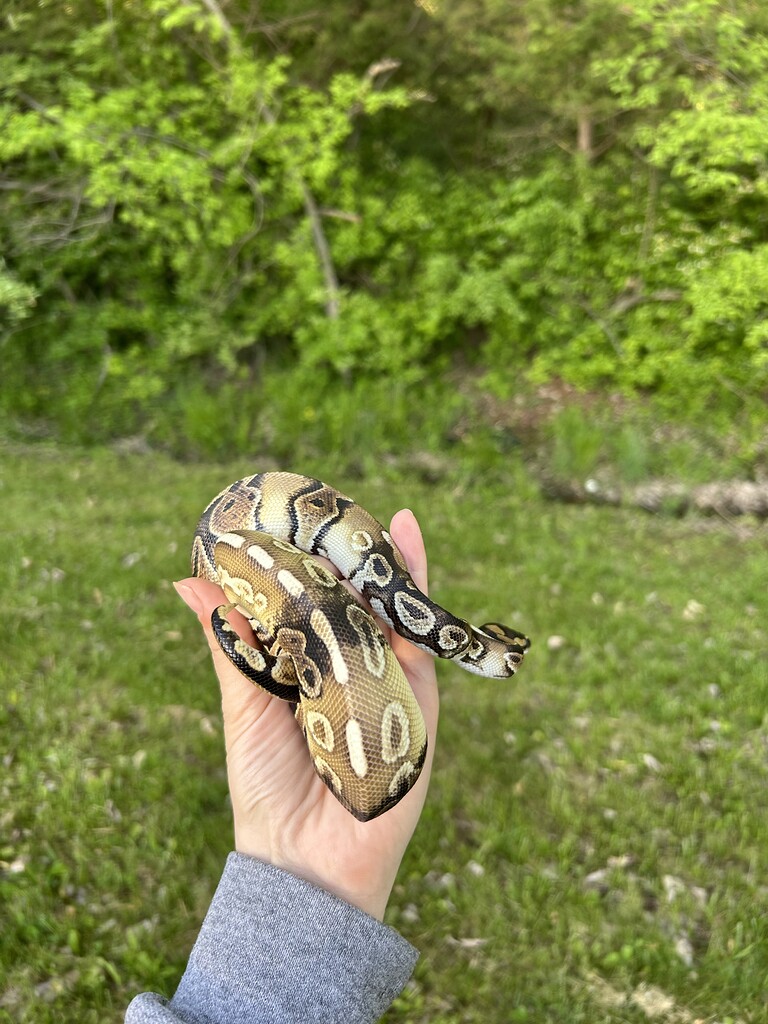 Ball python identification assistance - Ball Pythons - MorphMarket ...