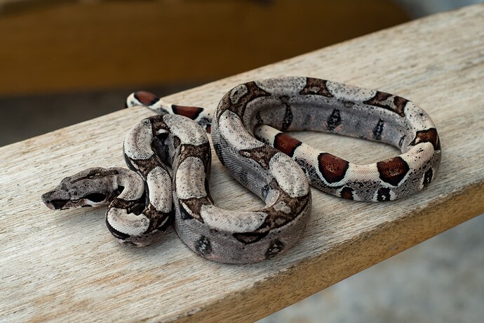 Jungle het kahl 1st-4