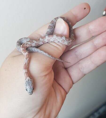 baby sunkissed corn snake, light peach and gray colored, on hand