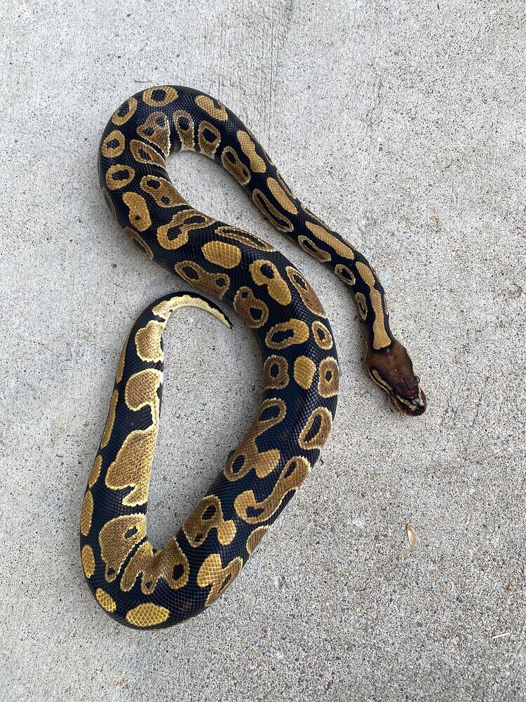 Is this a normal morph BP? - Ball Pythons - MorphMarket Reptile Community