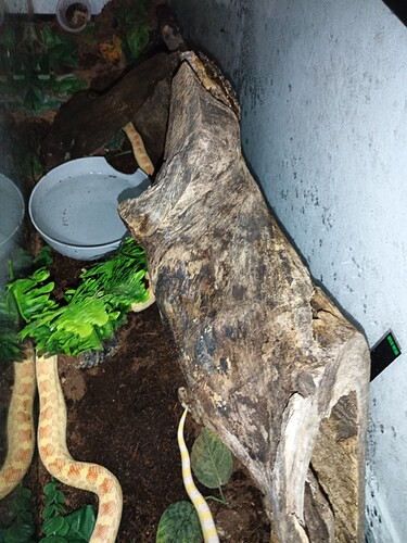 IMG_20260313_203125_912