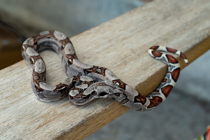 Poss Jungle het kahl 1st-2