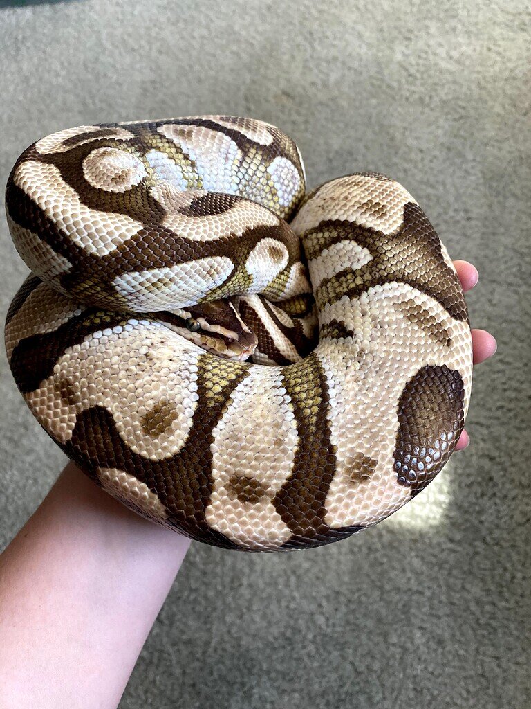 Confirm genetics - Ball Pythons - MorphMarket Reptile Community