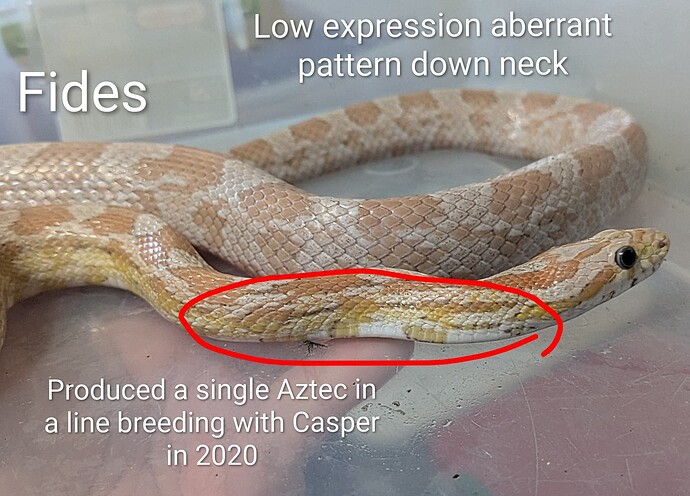1000011251