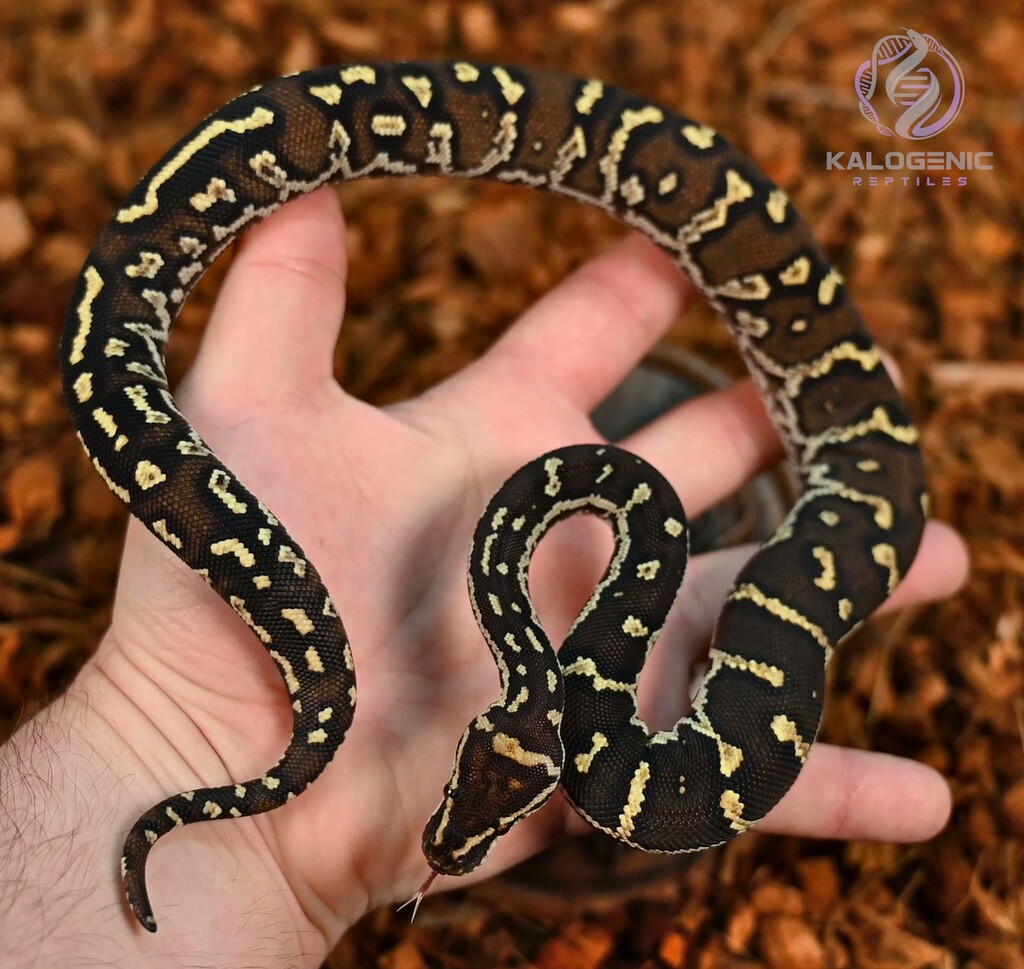 Small bumpy python slowly becoming a slightly larger bumpy python ...