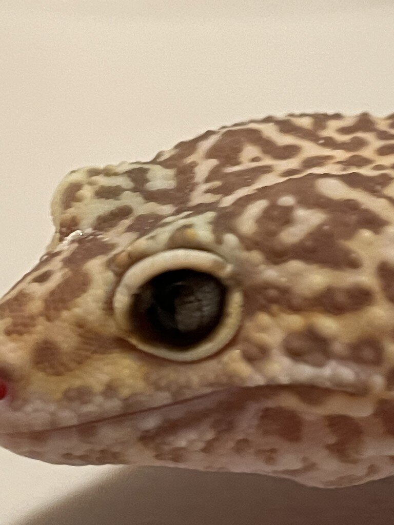 Marble eye trait? - Leopard Geckos - MorphMarket Reptile Community