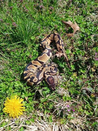 IMG_20250328_122808_581