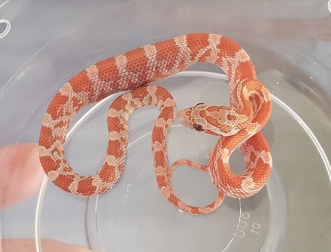 orange baby corn snake with lump in belly