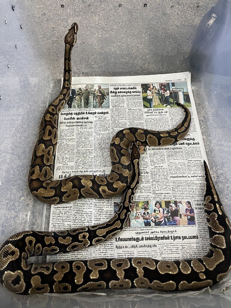 Ball python identification - All Reptiles - MorphMarket Reptile Community