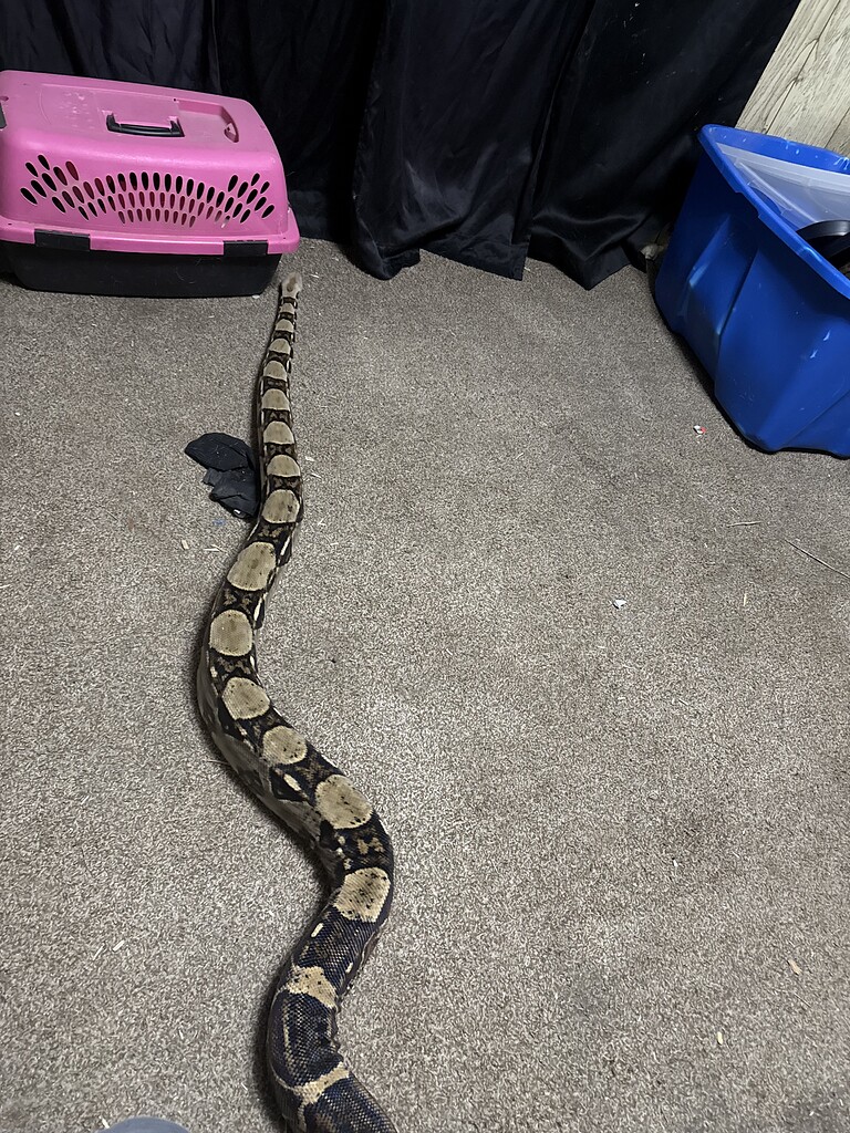 How to get boa switched to frozen thawed - Boa Constrictors ...