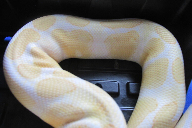 Show me your Alien heads - Ball Pythons - MorphMarket Reptile Community