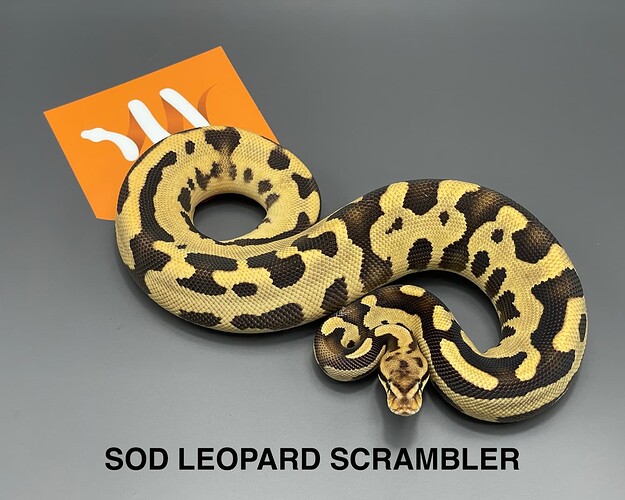 sod leopard scrambler