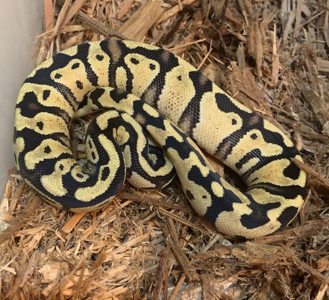 What’s your favorite two gene combo? - Ball Pythons - MorphMarket ...