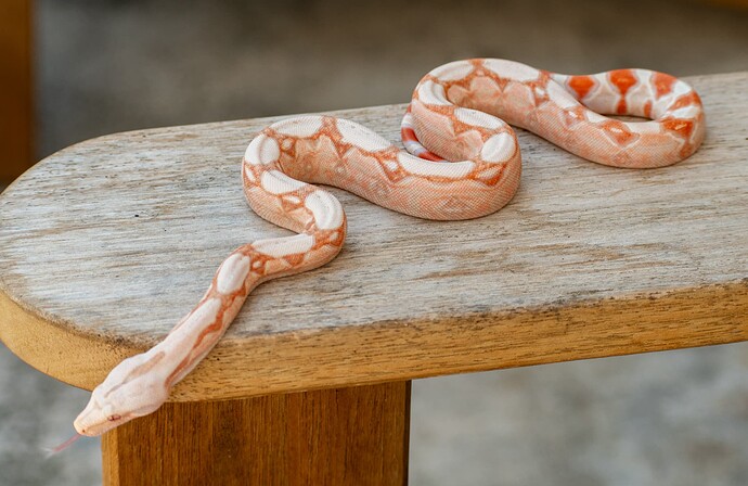 DudexCali wild sided kahl-1