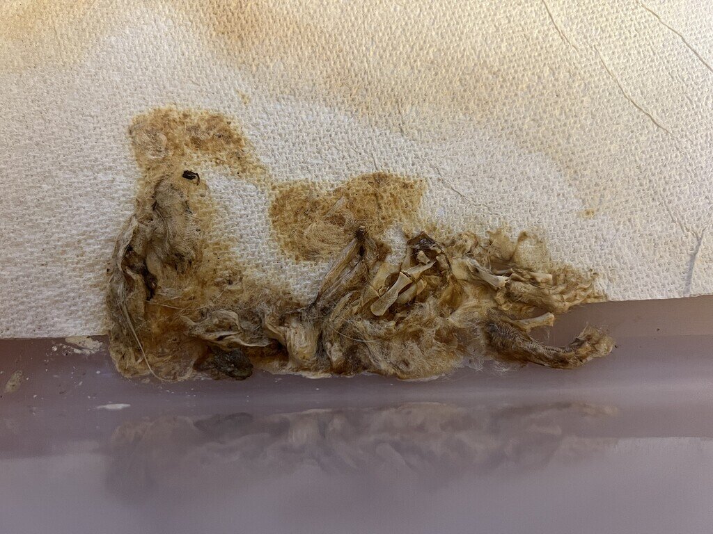 Regurgitation or poop? Or what? - Ball Pythons - MorphMarket Reptile ...