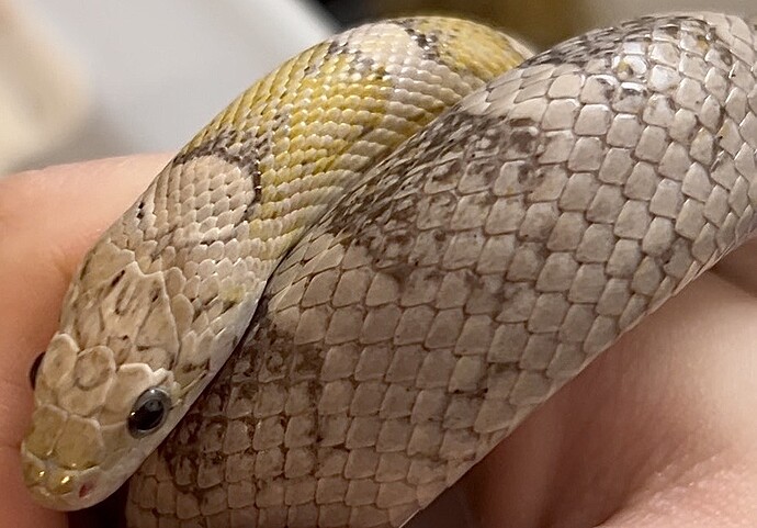 Silvana - ghost sunkissed corn