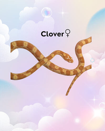 Clover