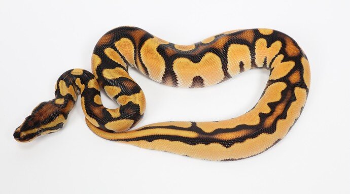 Super Bang 66% Het Pied Ball Python by Sterling Nelson