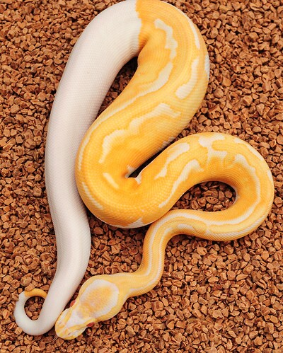 Super HOG Albino pied Anthracite