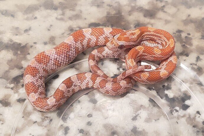 pale orange baby corn snake with lump in belly