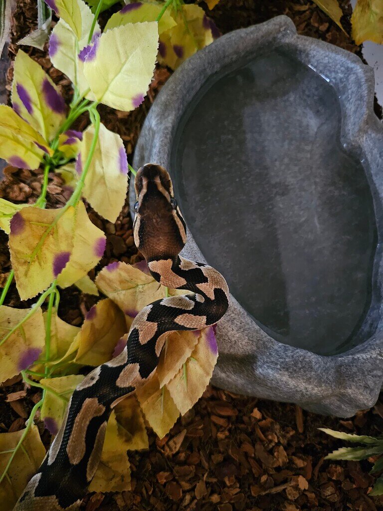 Normal or morph? - Ball Pythons - MorphMarket Reptile Community