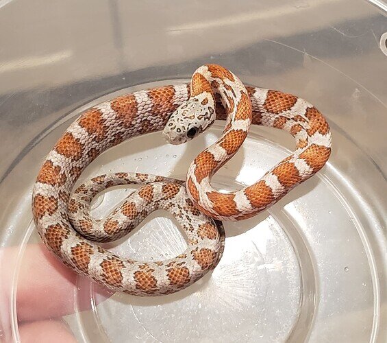 orange and tan baby corn snake with lump in belly