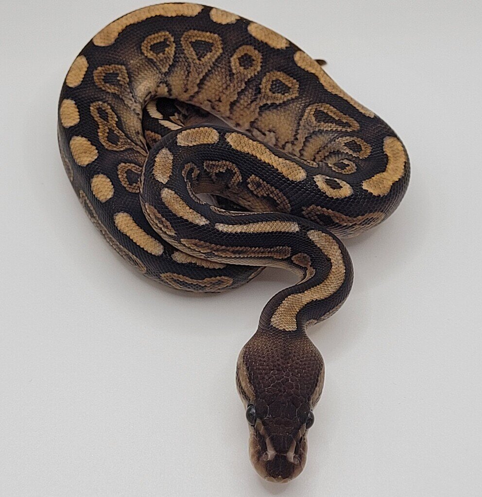 Morph ID Help, Please - Ball Pythons - MorphMarket Reptile Community