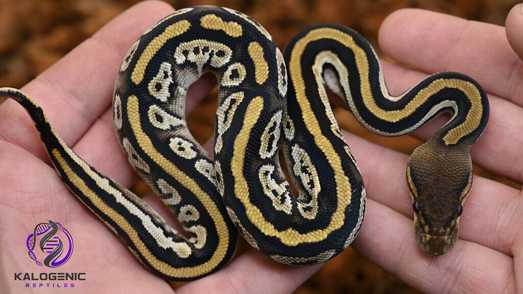 Simple and Perfect 🐍 - Ball Pythons - MorphMarket Reptile Community