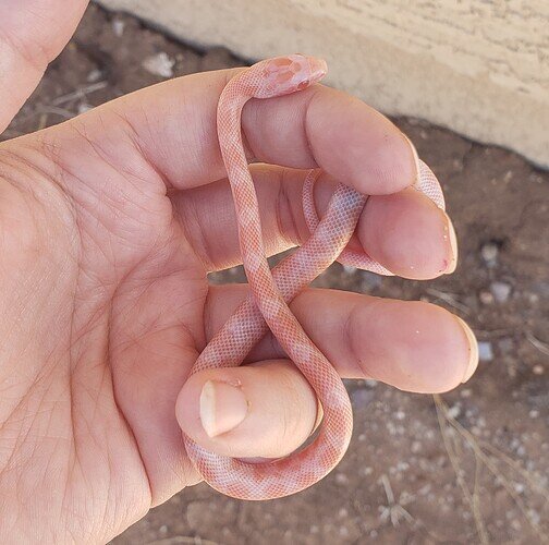 pale orange baby corn snake on hand