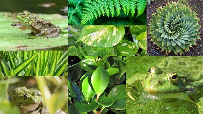 Green bullfrog pictures surrounded by pic of tropical plants