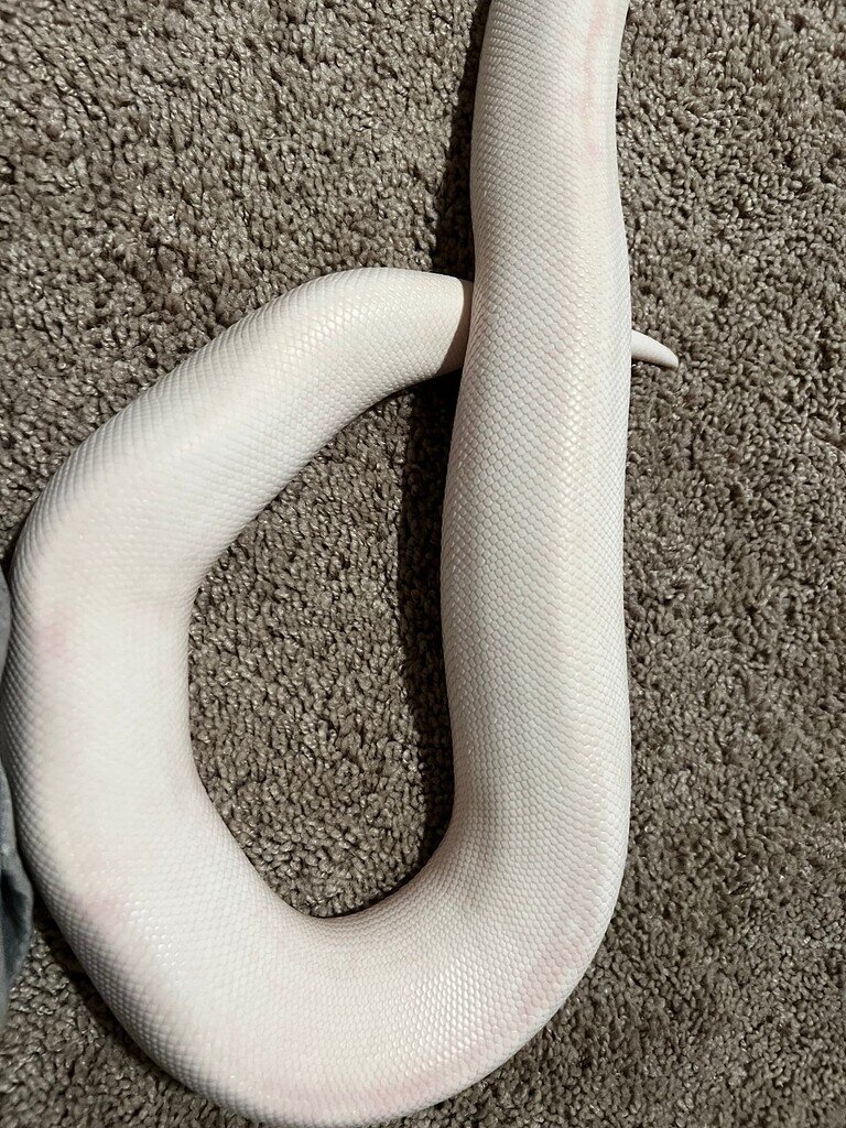 What genes are in this female I got? - Ball Pythons - MorphMarket