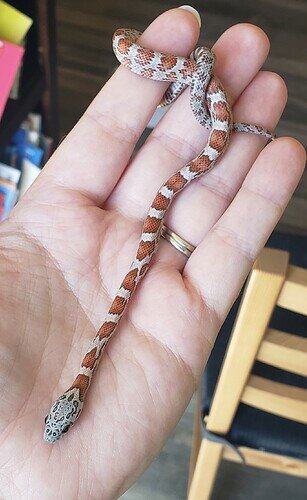 orange and gray baby corn snake in hand