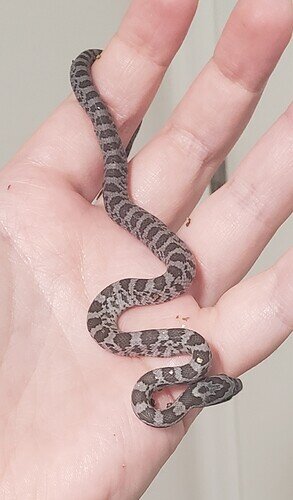 gray baby corn snake on hand