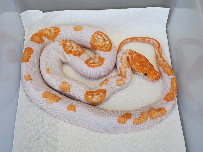 Albino Pied Burmese Python by Ben Rogers Reptiles