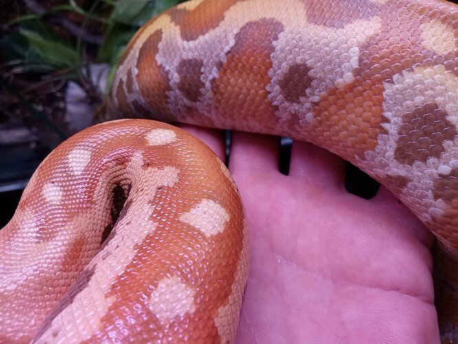 IMG_20240204_082053502