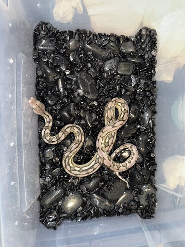 189DCD6C-9494-4796-BDB0-29202464919C_1_105_c