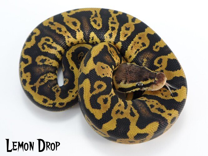 Lemon Drop Ball Python by J-Royals Reptiles