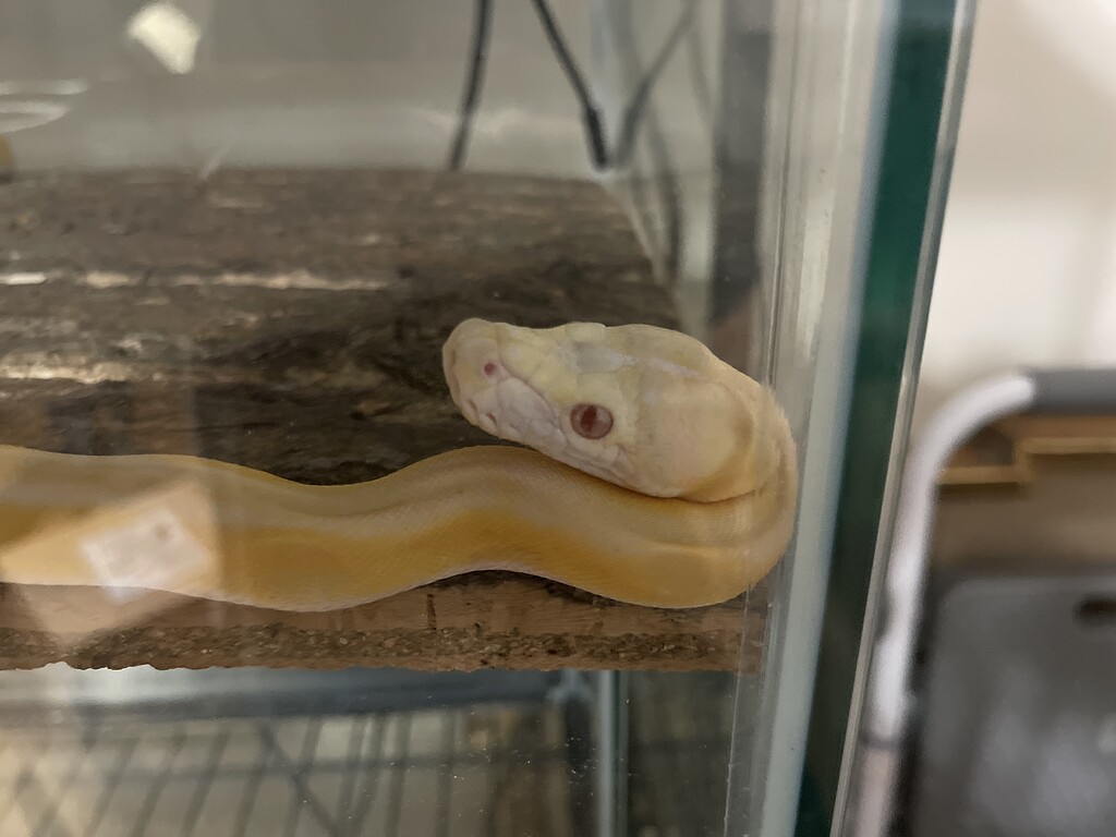 Walter got LARGER (a little) - Reticulated Pythons - MorphMarket ...
