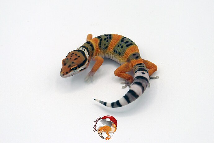 Clown X Electric Hiss (Low Ph Raptor) Leopard Gecko by Poké Geckos1
