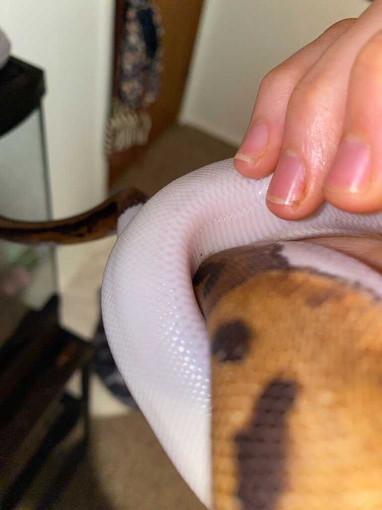 Scale rot, dirt, or injury Ball Pythons MorphMarket Reptile Community