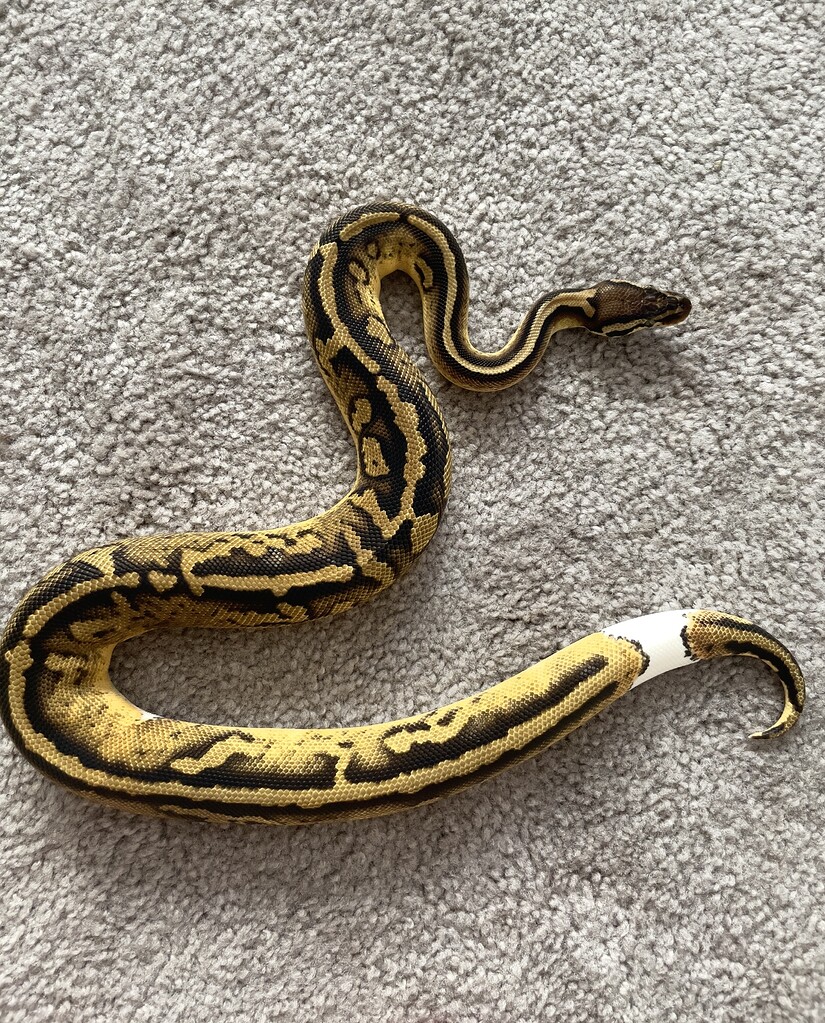 Ball python morph ID - Ball Pythons - MorphMarket Reptile Community